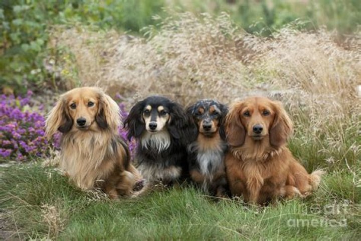 20 Longhaired Miniature Dachshund Facts That'll Impress You