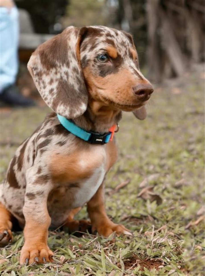 chocolate/tan hidden dapple miniature dachshund MOJO Miniature