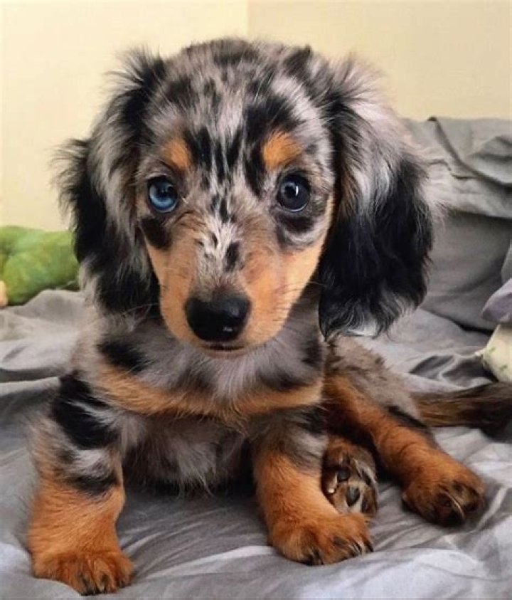 Dapple Dachshund Cute dogs images, Cute baby animals, Cute animals