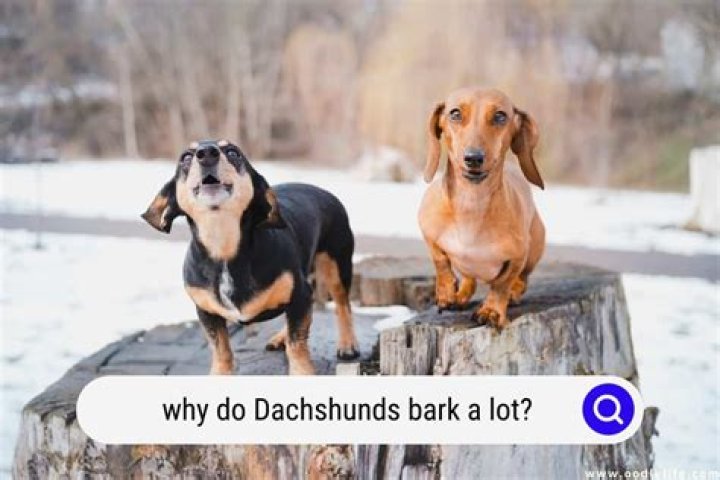 Do Dachshunds Bark A Lot? Caring For A Dog