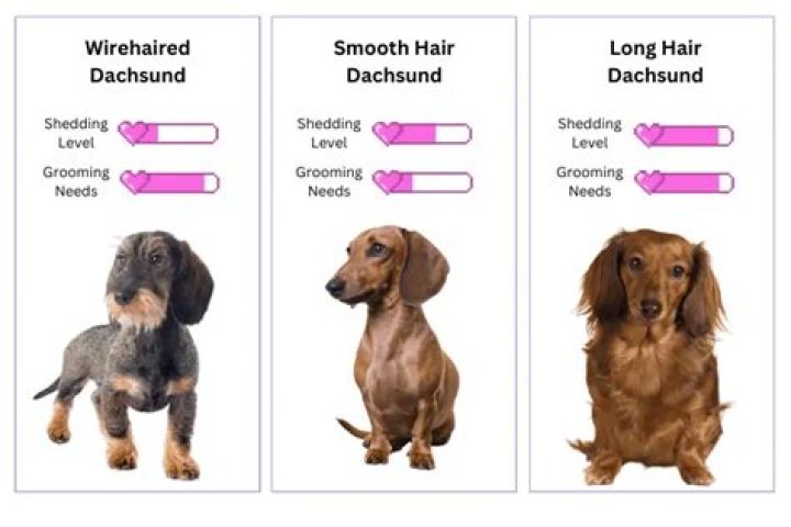 Do Long Haired Dachshunds Shed A Lot And How To Deal With It?