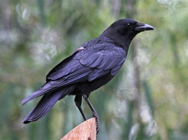 FileAmerican Crow SanDiego RWD.jpg Wikimedia Commons