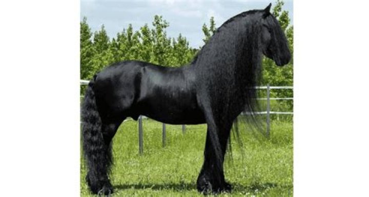 Friesian horse the history and hallmarks of this stunning Dutch breed