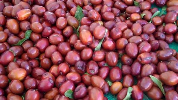 Ju Ju Beans Hayward Farmers Market YouTube