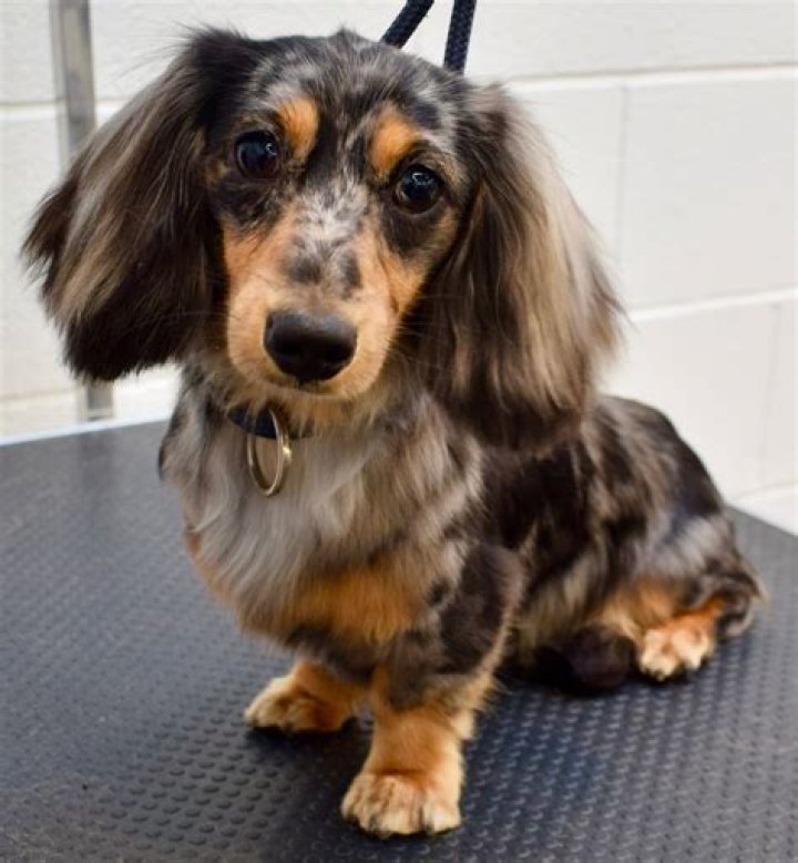 Long hair dachshund Long haired dachshund, Weiner dog, Dachshund