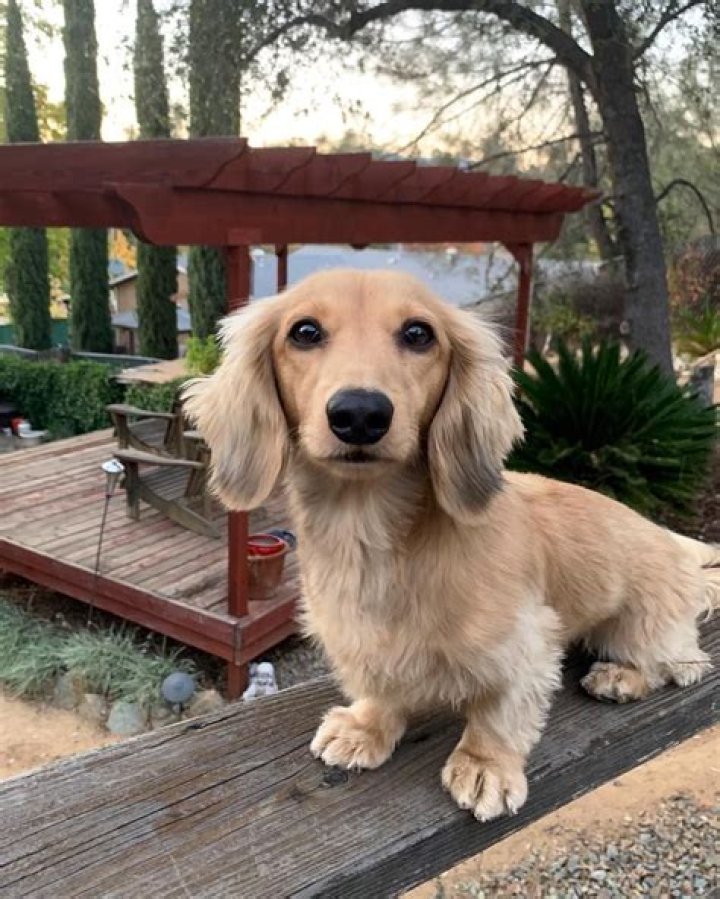 Long Haired Dachshund in 2020 Dachshund breed, Long haired dachshund