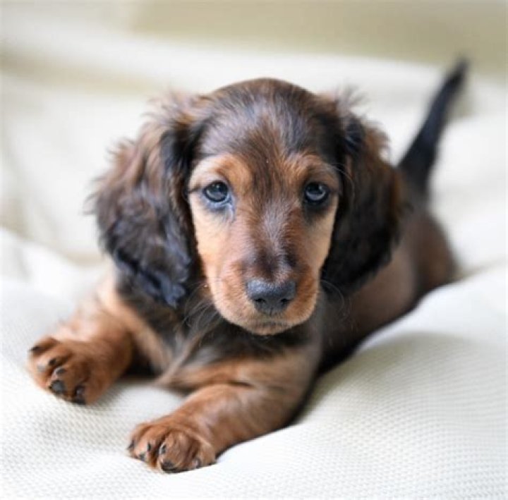 Miniature Long Haired Dachshund Puppies for Sale Dikerdachs