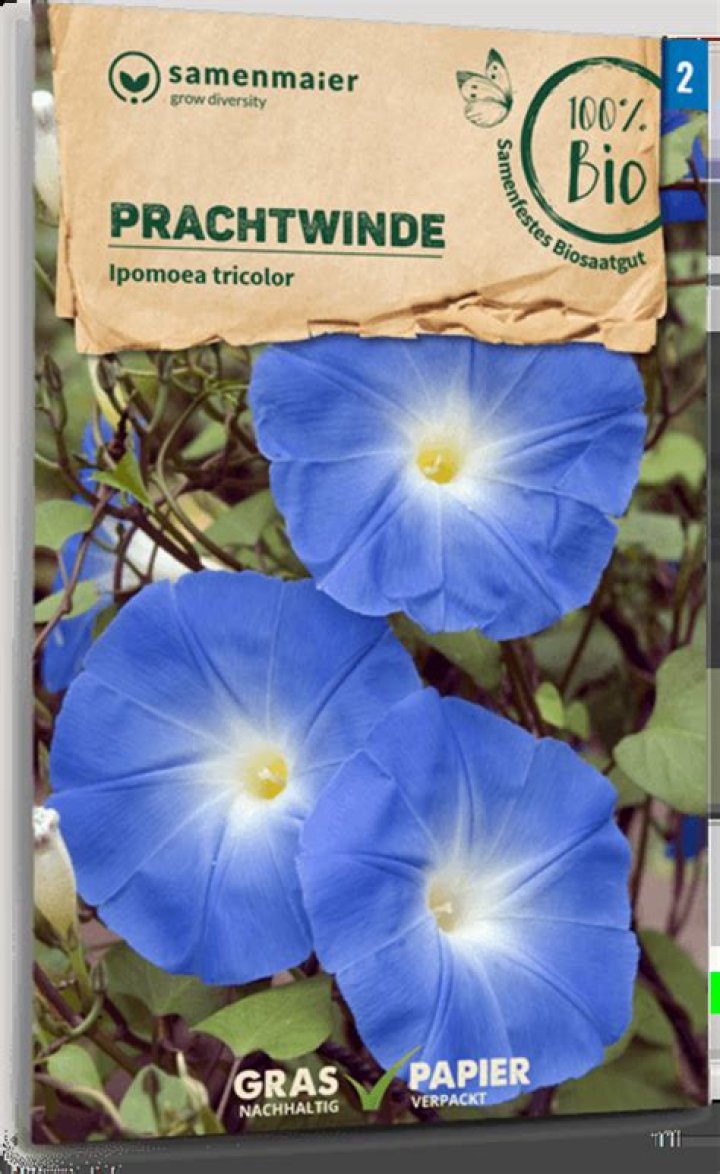 Morning glory 1 Free Photo Download FreeImages