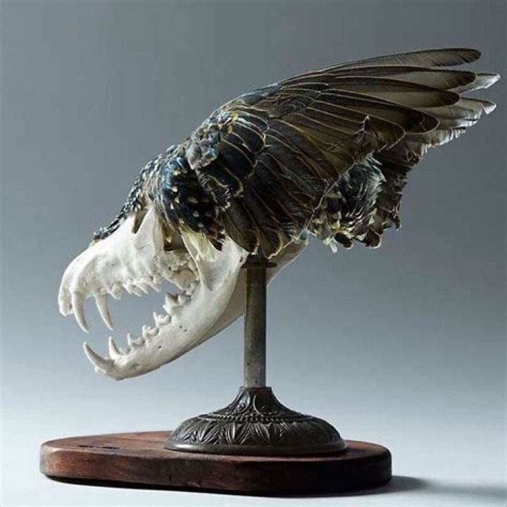 Taxidermy, Vulture culture, Raven