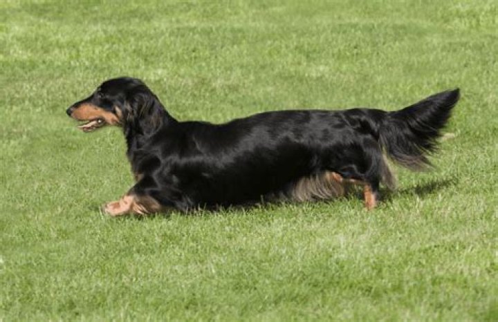 The Long Haired Dachshund Owner Guide & Facts Animal Corner