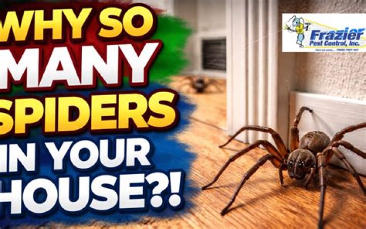 Why Spiders Suddenly Appear When You Turn on the Lights My Backyard Life